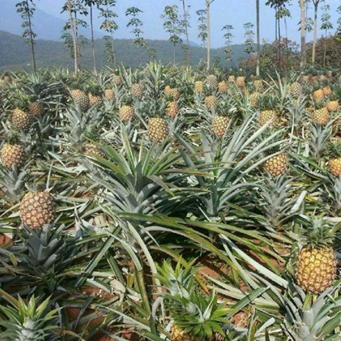 我是云南伍妹！兰兰：