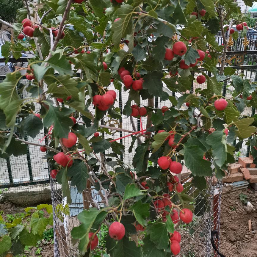 春秋.
