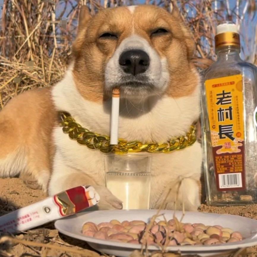 龙