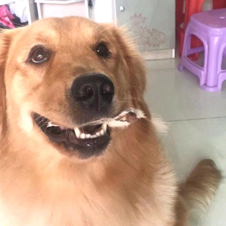 饼干是一只小金毛