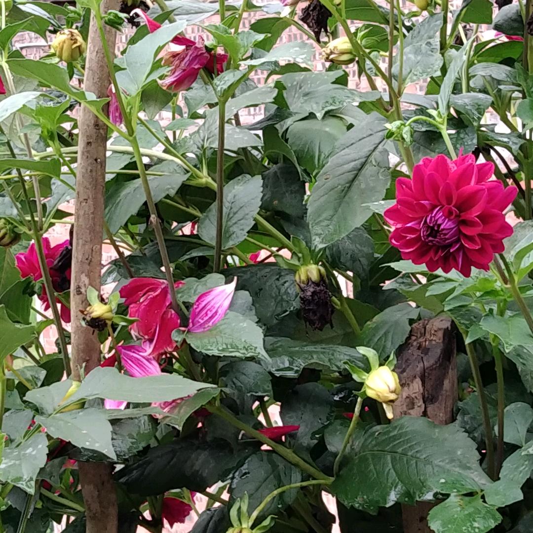 会