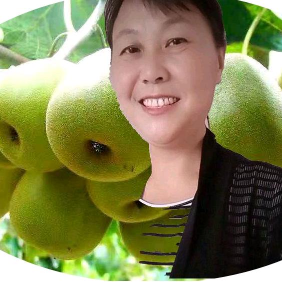 小鱼儿苍溪红心猕猴桃家园
