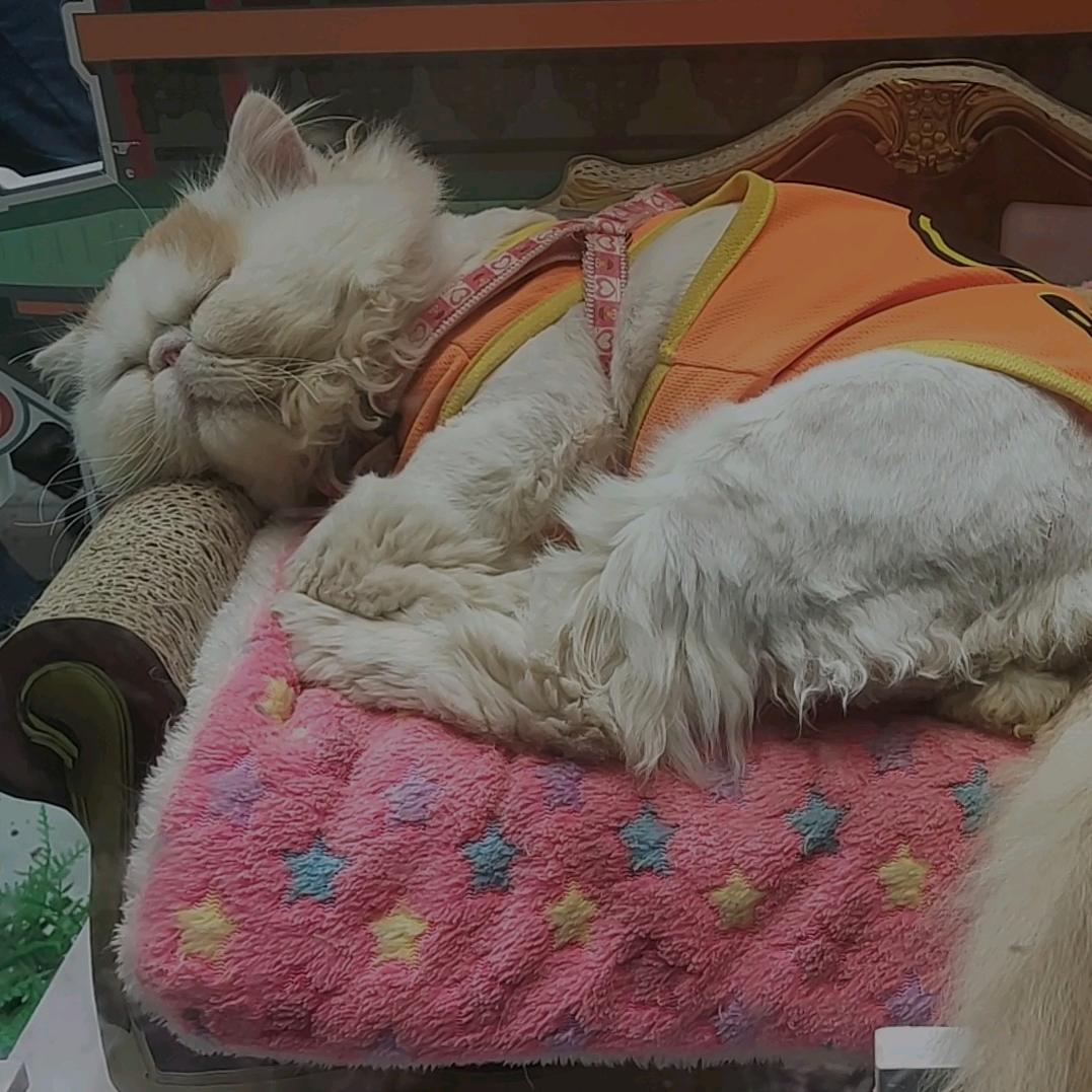 🌈南山小仙儿🌈