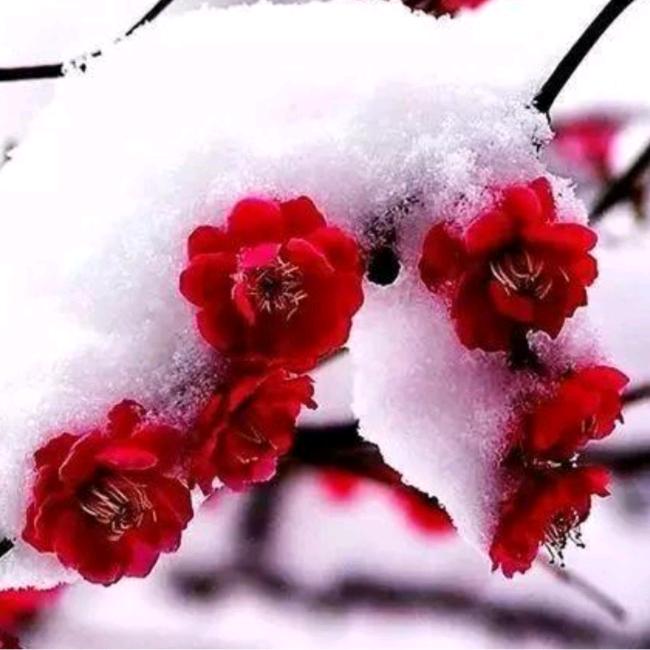 凌霜傲雪（梅）