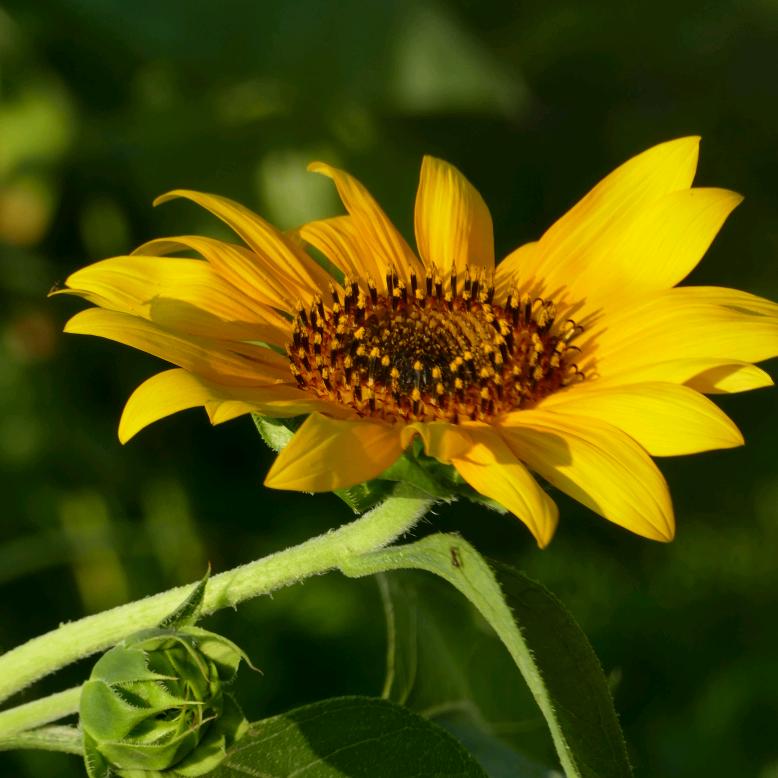 追着快乐的莉娃