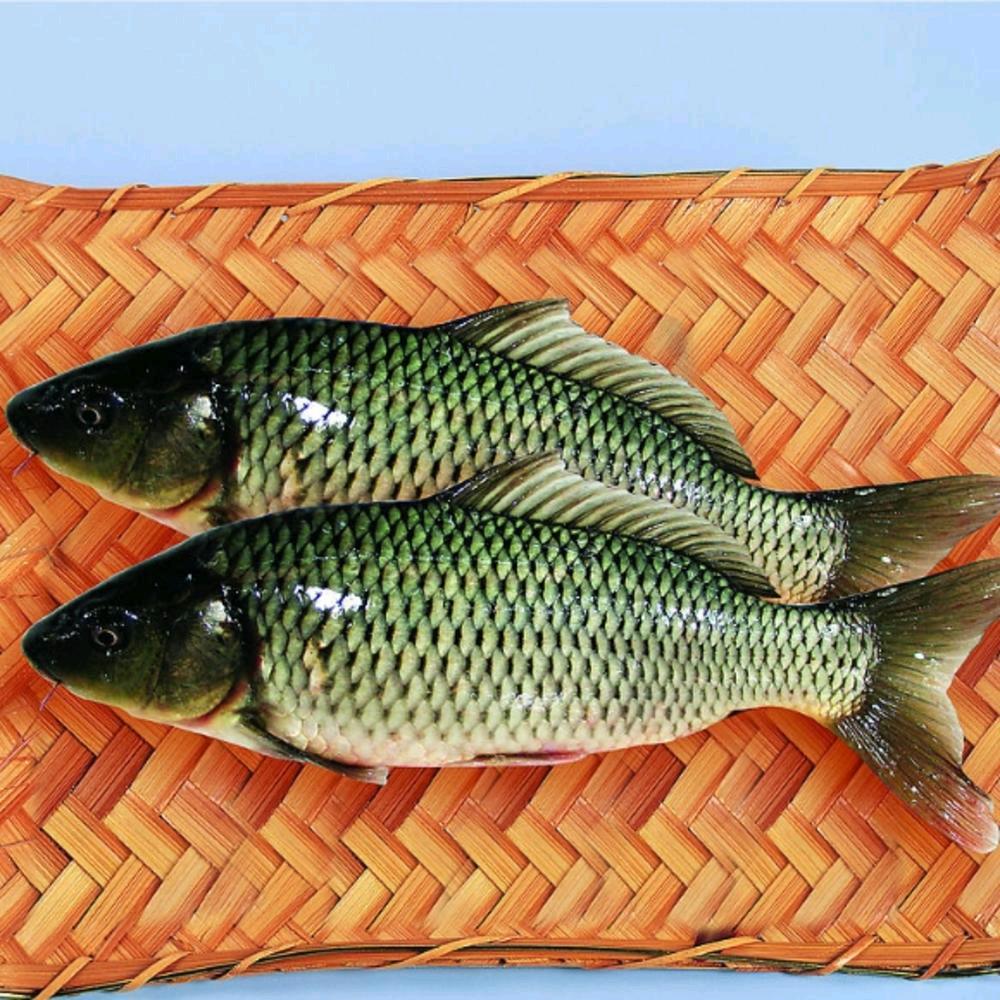 鱼庄大物坑