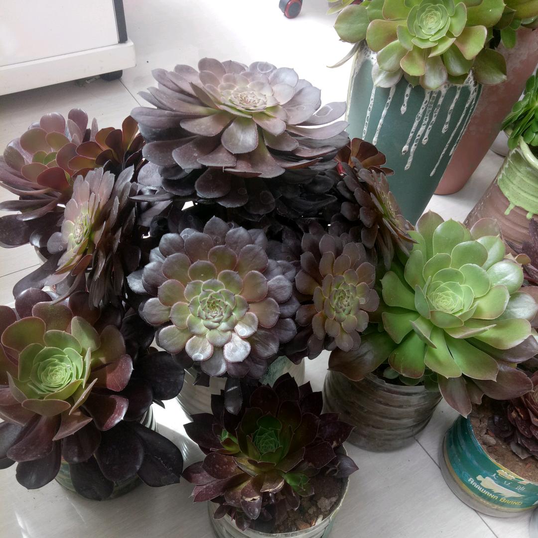 …月