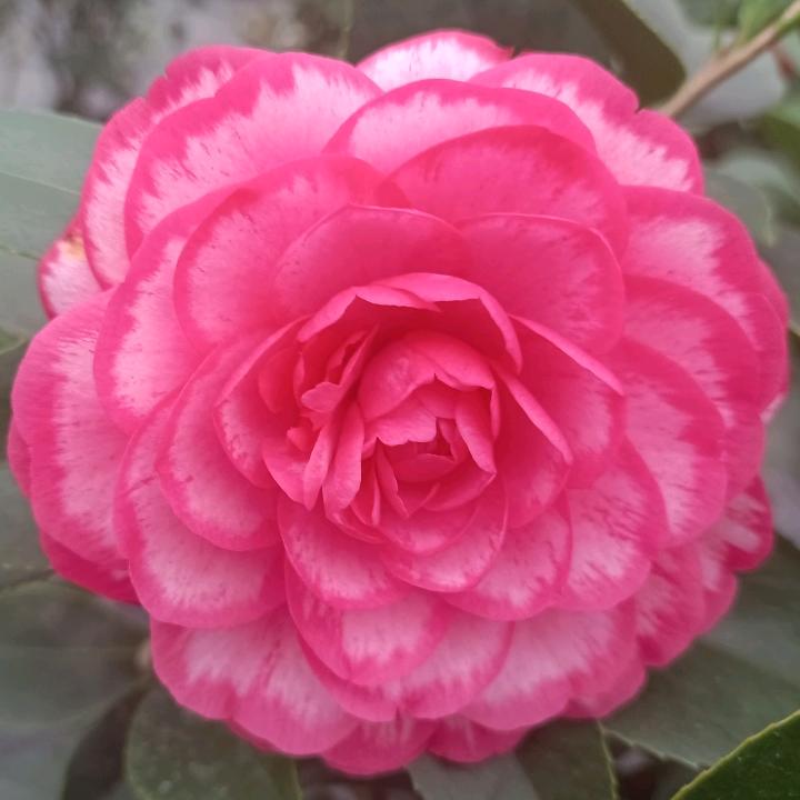 珍珍花坊