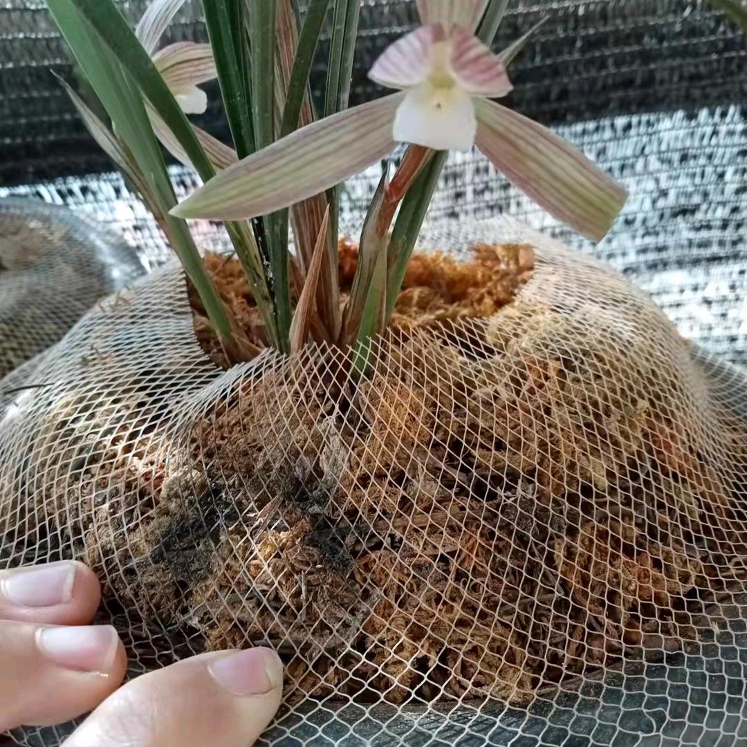 网红漂空汽球同城配送