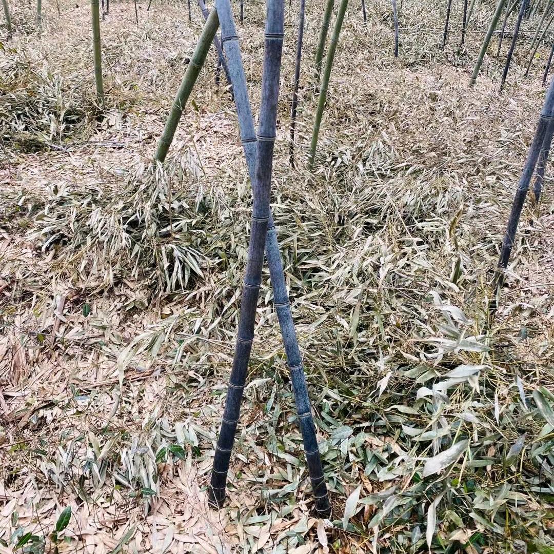 女制管师-子衿铭洞箫尺八