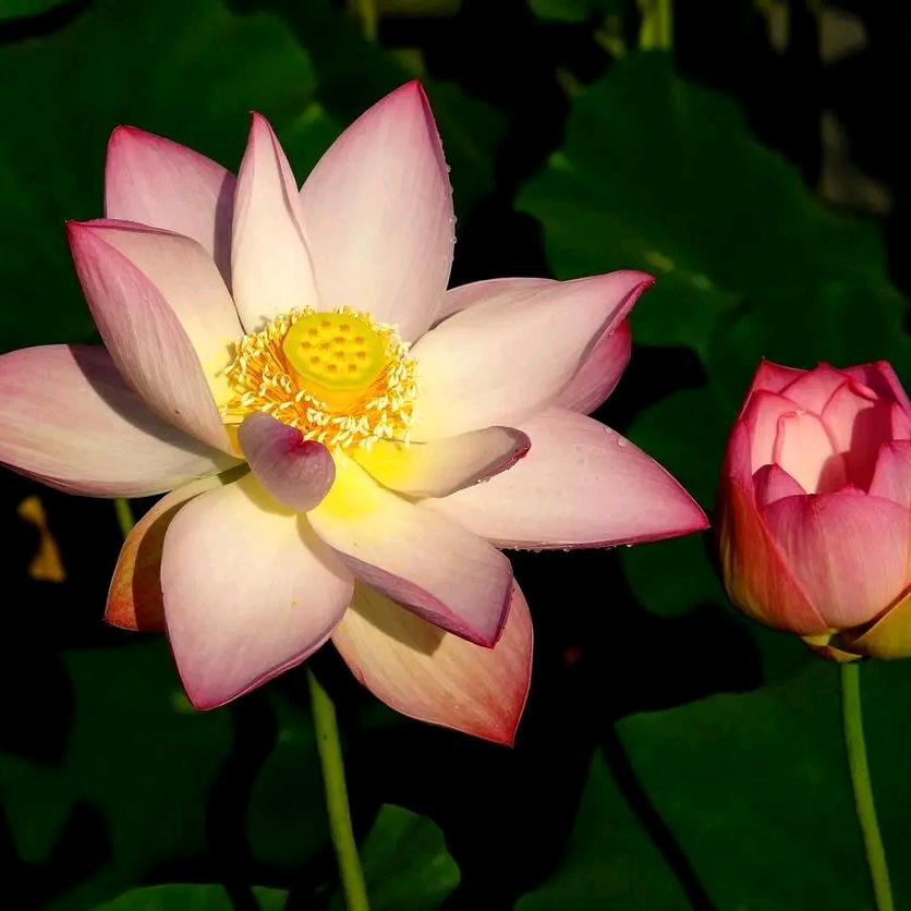 春暖花开🌻