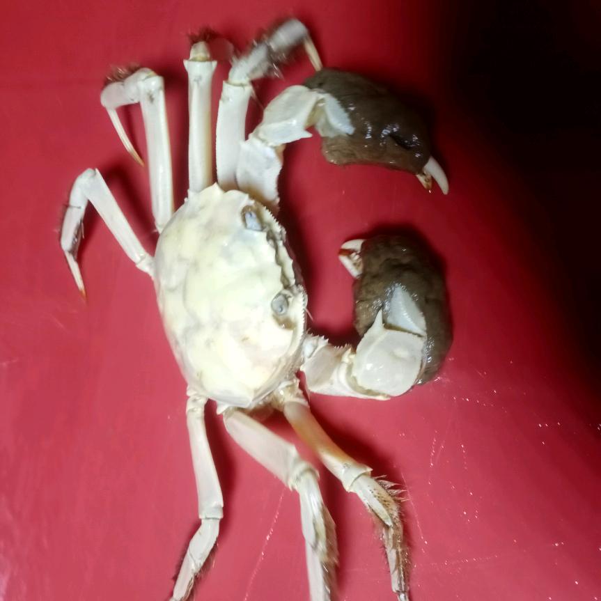 左右