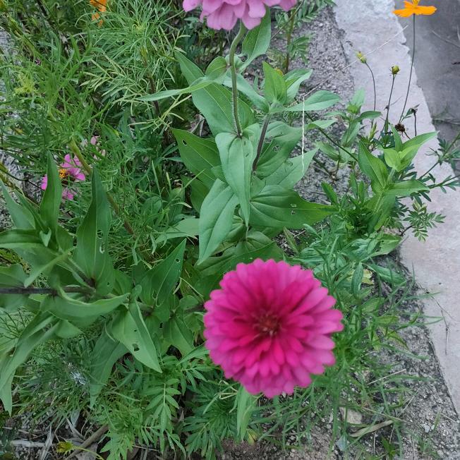 英英🌻🌻🐎🐎