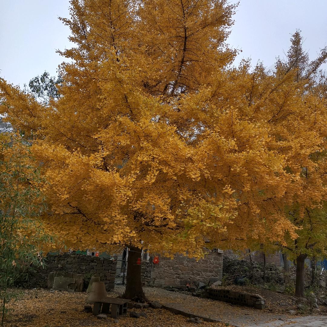 新乡电梯公司王