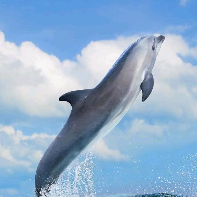 青青海