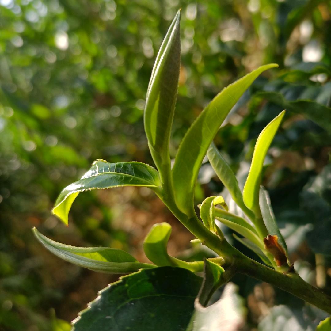 马鞍山青原古树茶（姗姗）