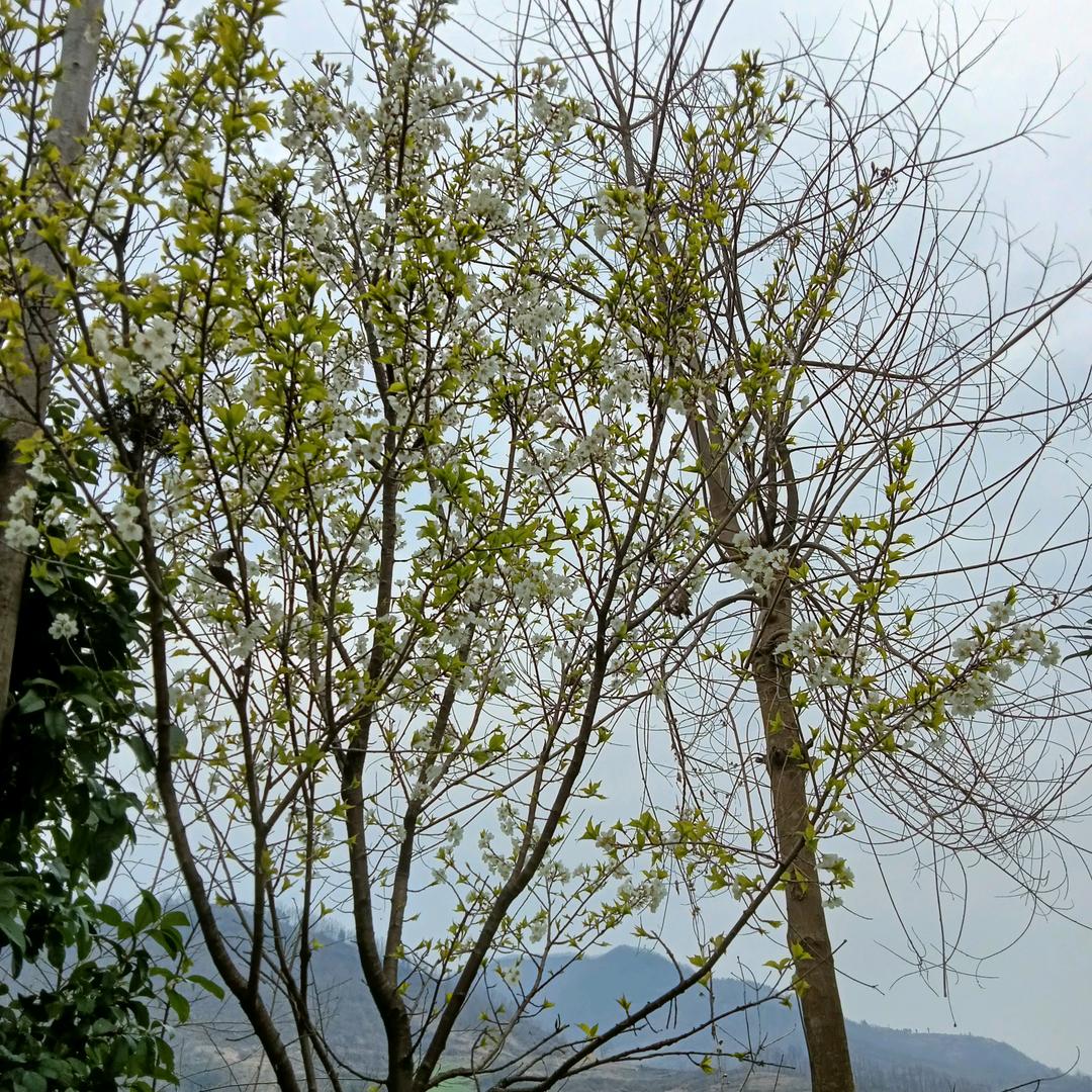 🌸🌸明天会更好☀️☀️☀️