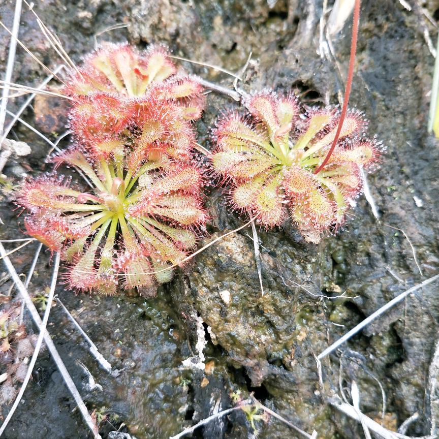 清风依然
