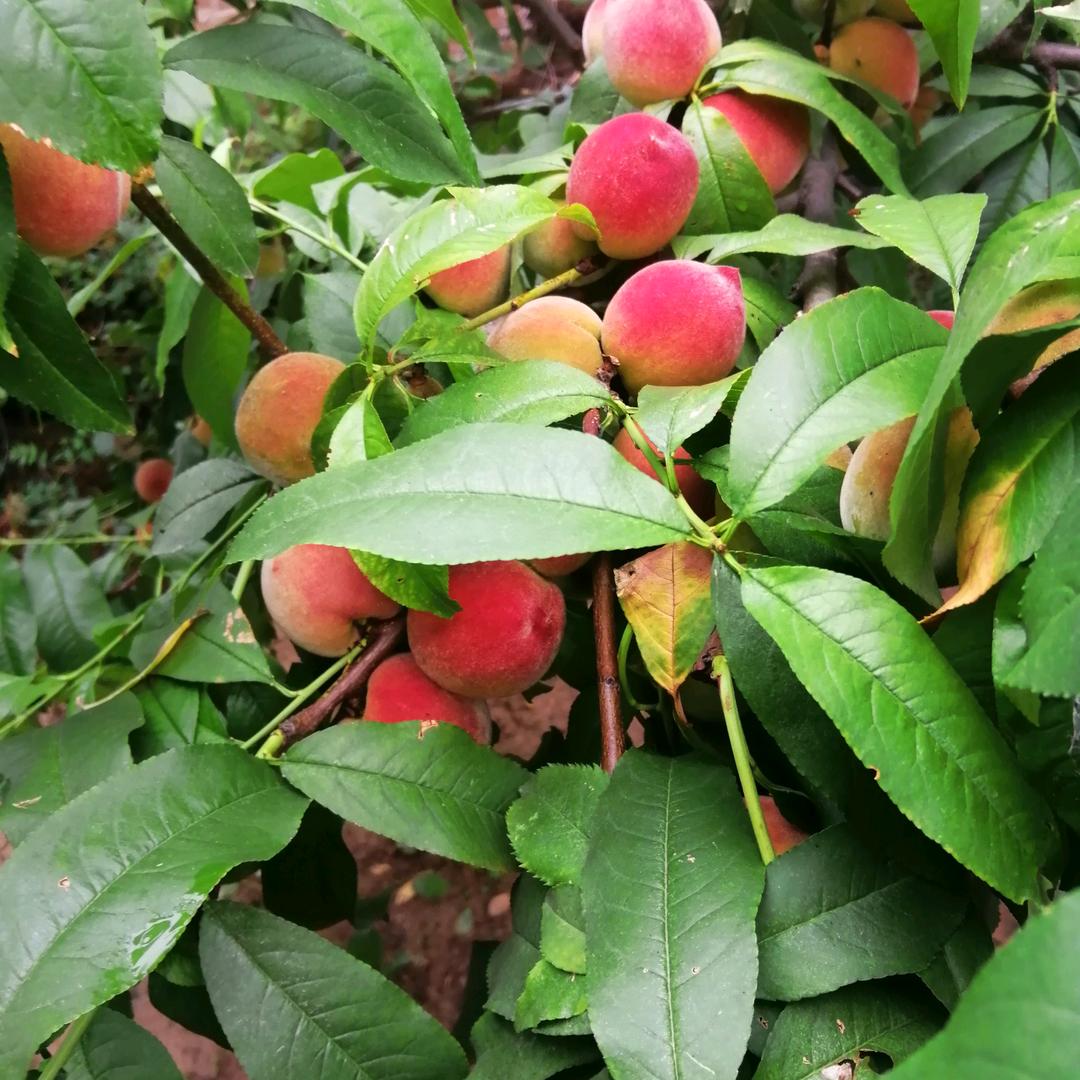 戒烟哥