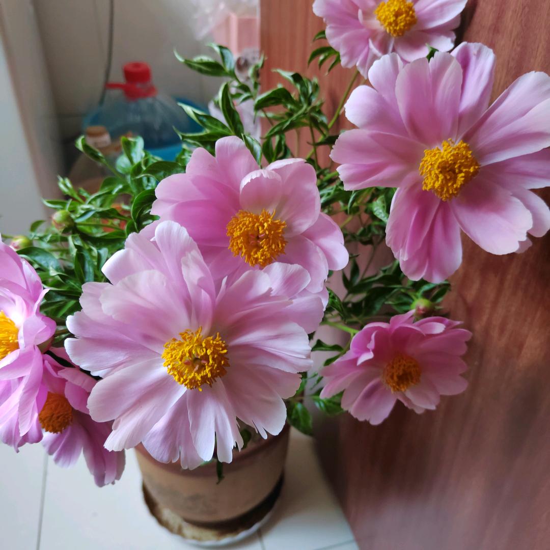 一叶知秋QAQ（拒私聊）