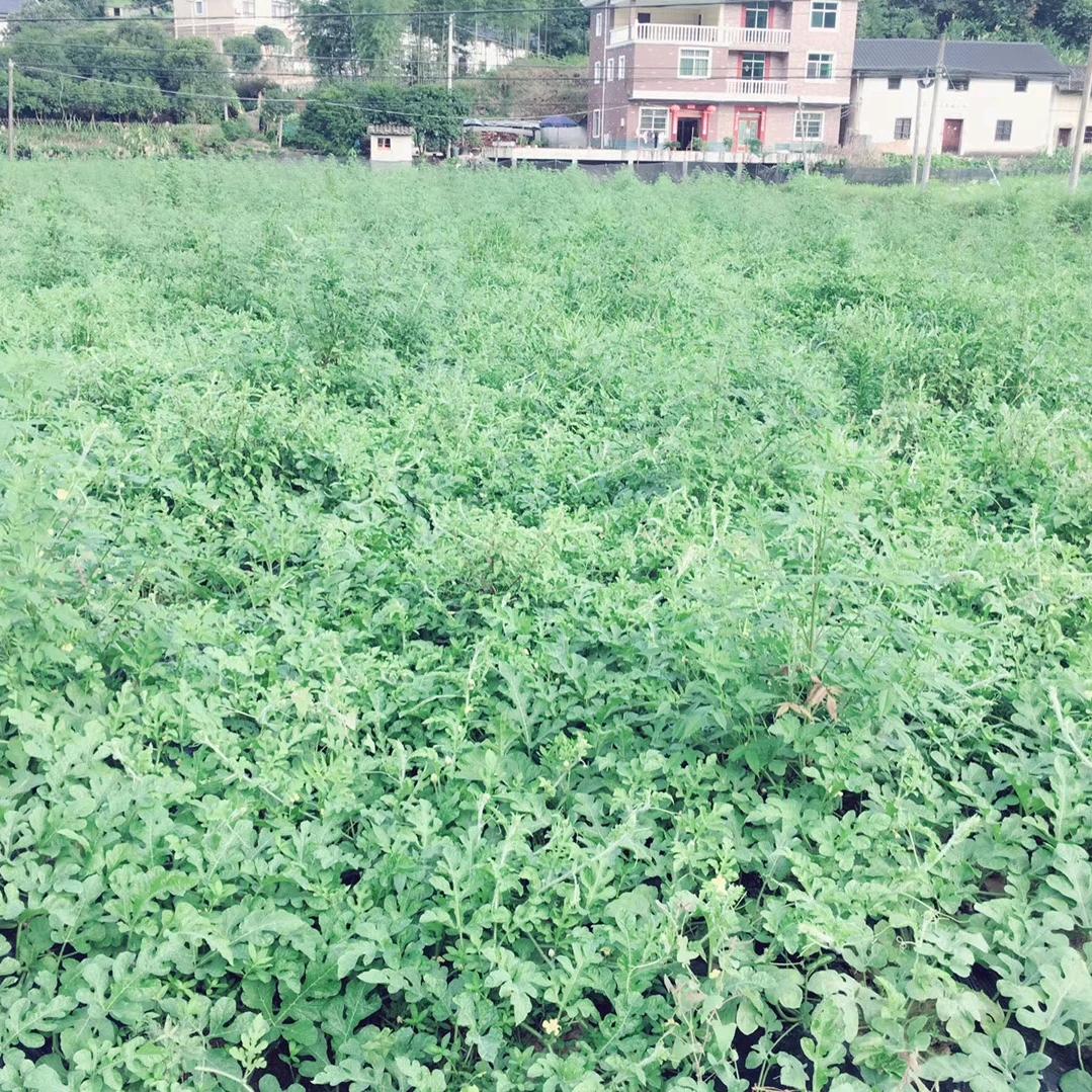 简单落叶