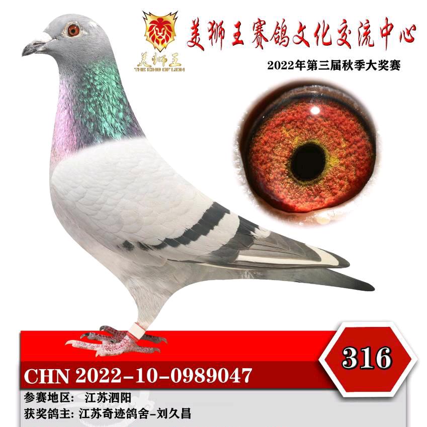 江苏奇迹，赛鸽