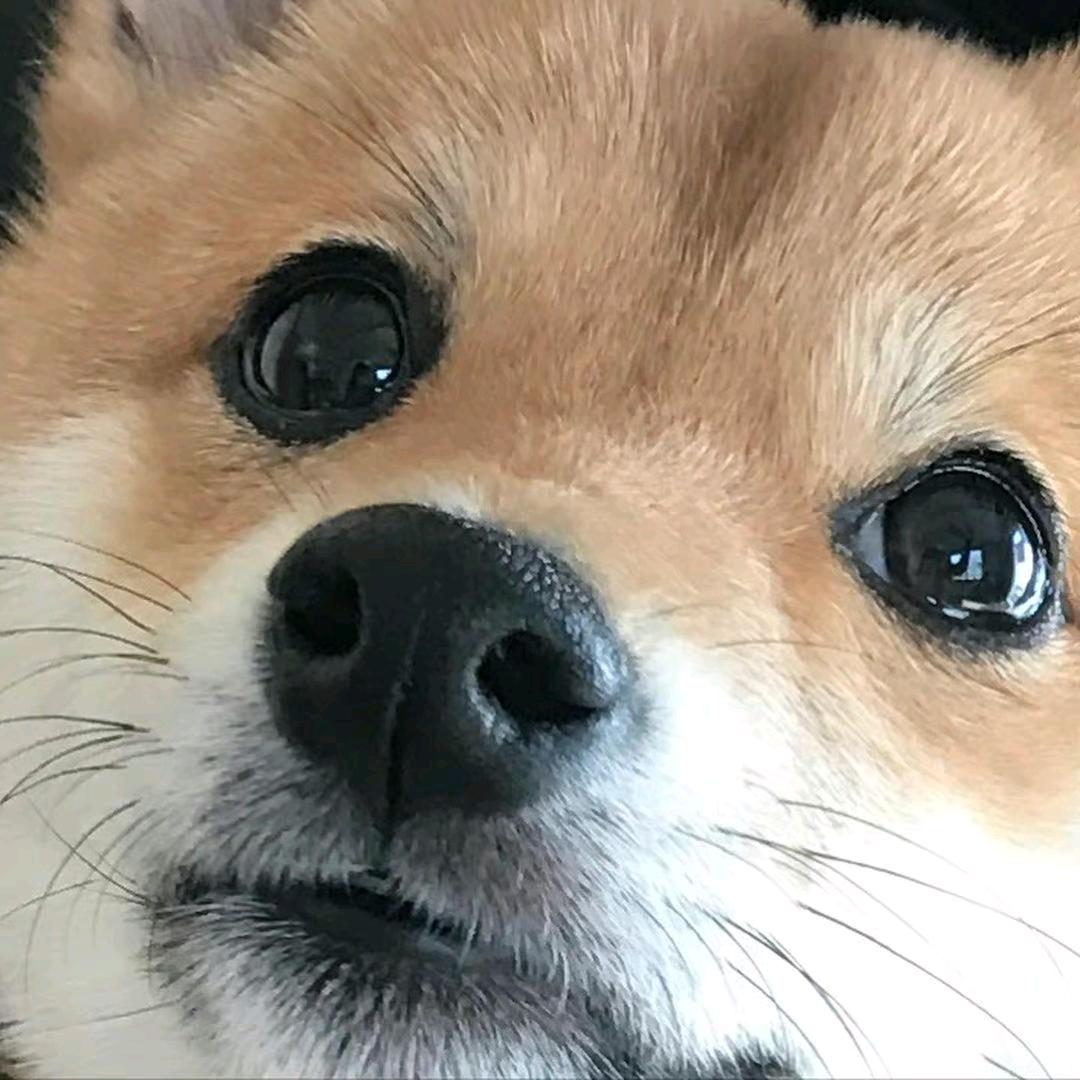 灵感IQ称得上10分之高超