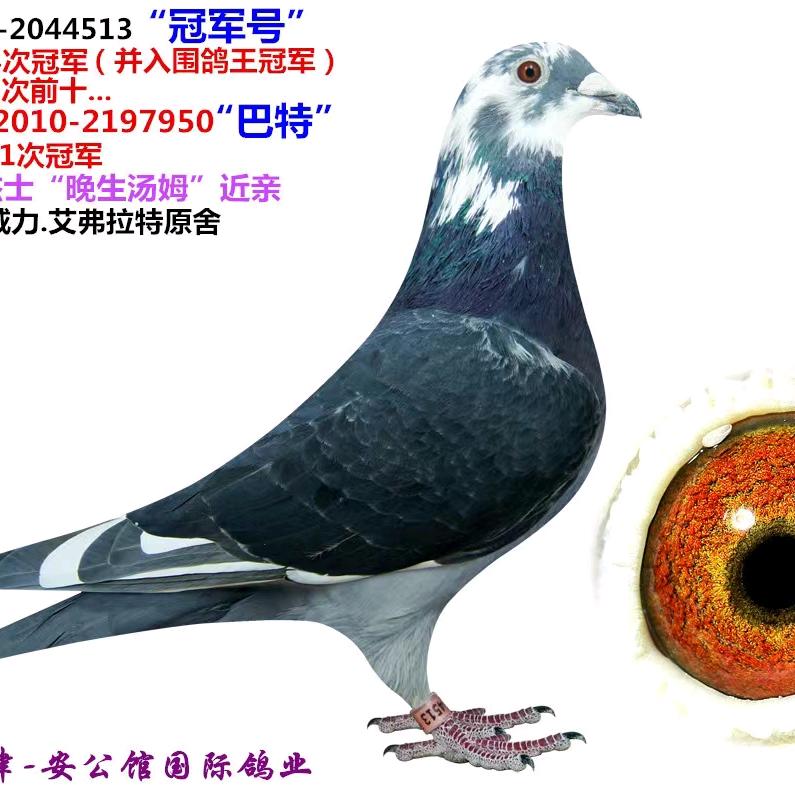 山东赛鸽一徐有玲头像