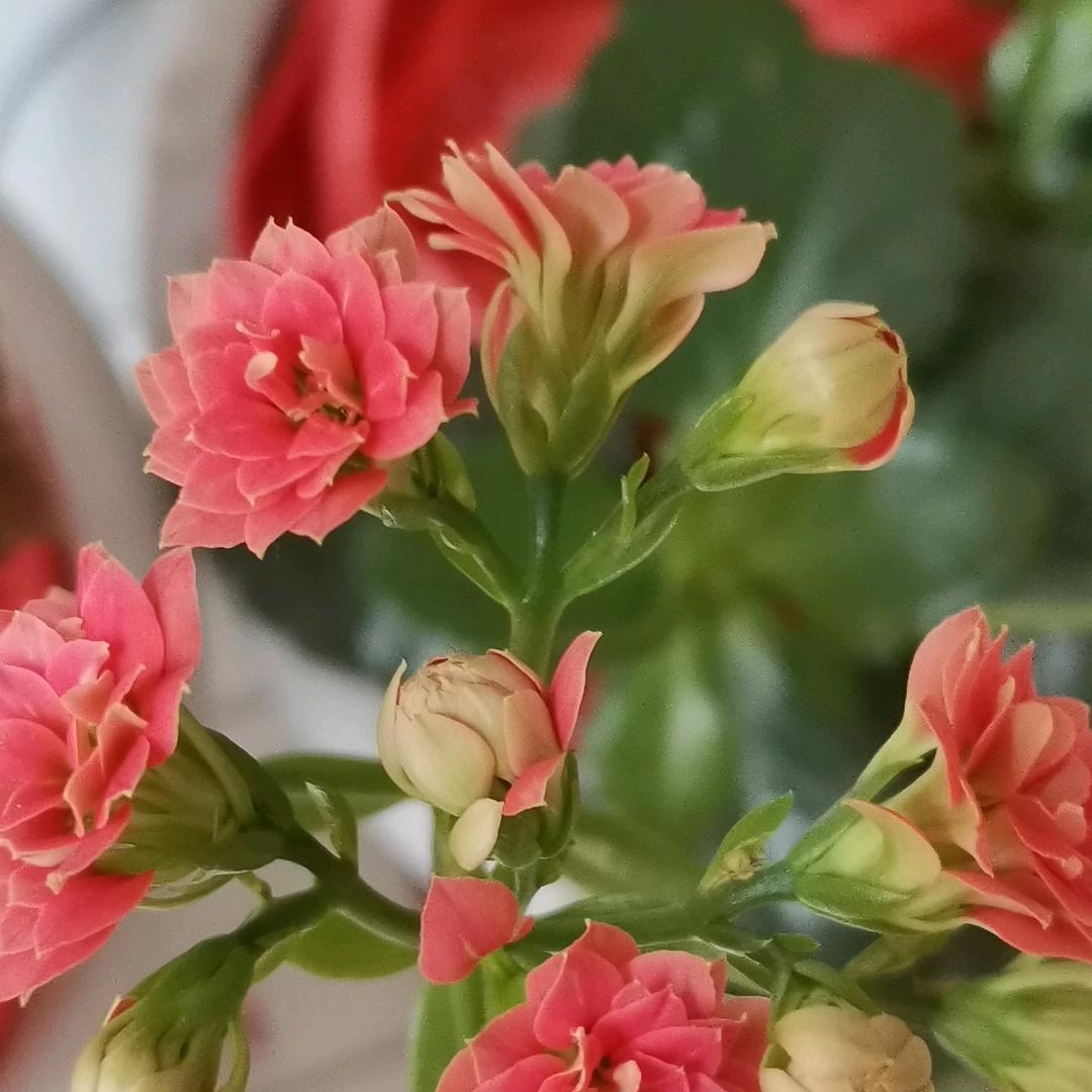 美丽大方，潇洒女人