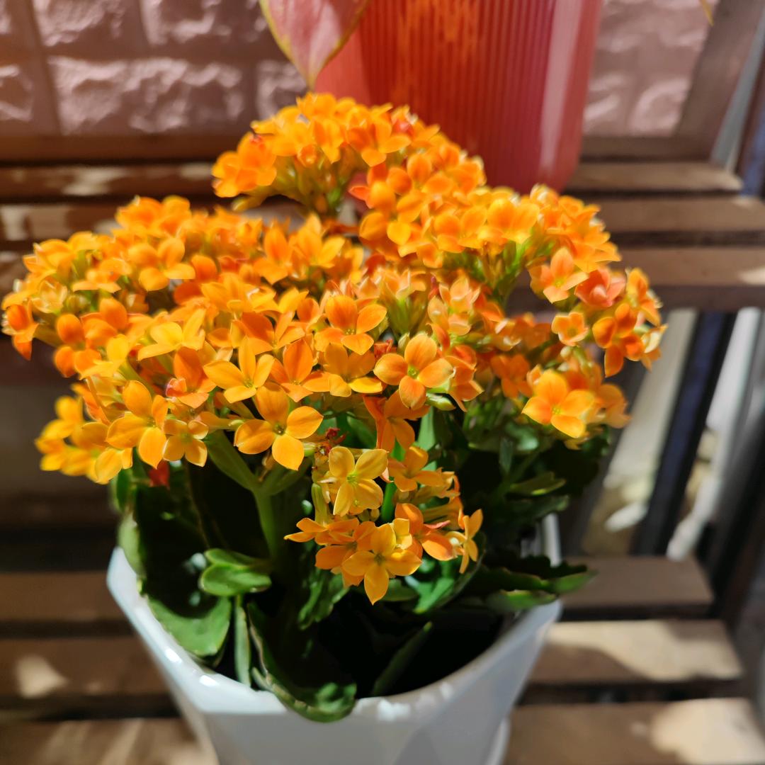 爱上花草
