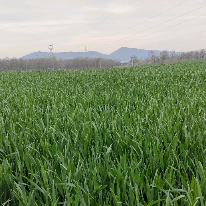 西岭飞霜