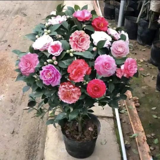 萱扬花木场