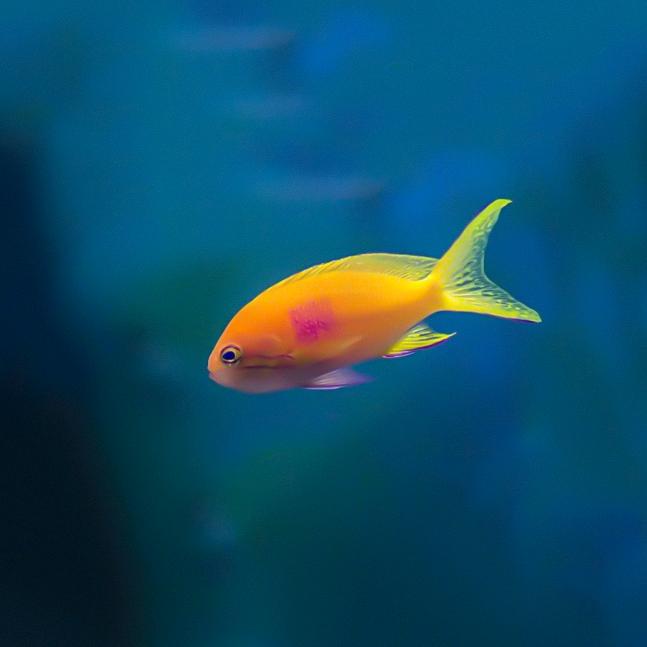 一条不爱洗澡的鱼🐠