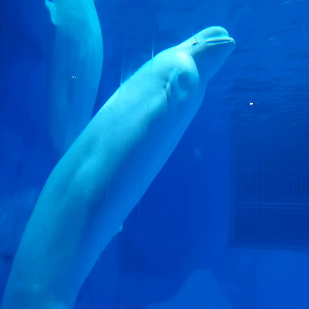 烩面