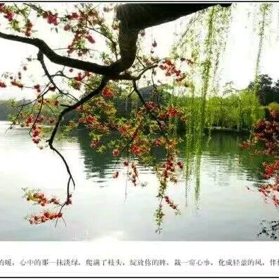 豫东棋手