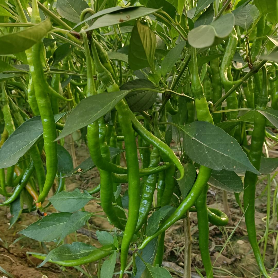 无极县三平百货店