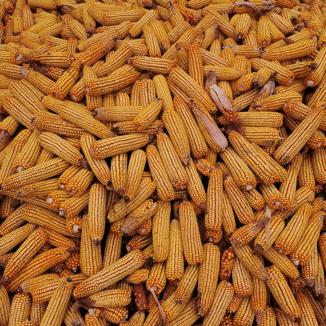 我命由我不由天🌙