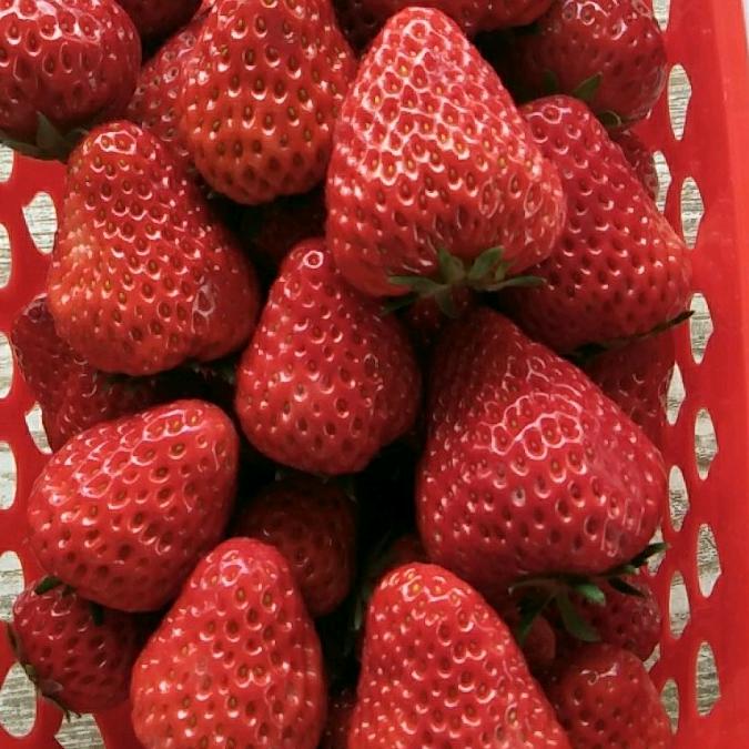 天门市小板镇高磊家庭农场