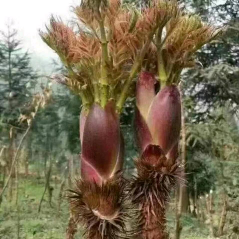 努力奋斗，戴四姐