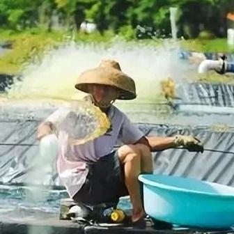 养鱼达人