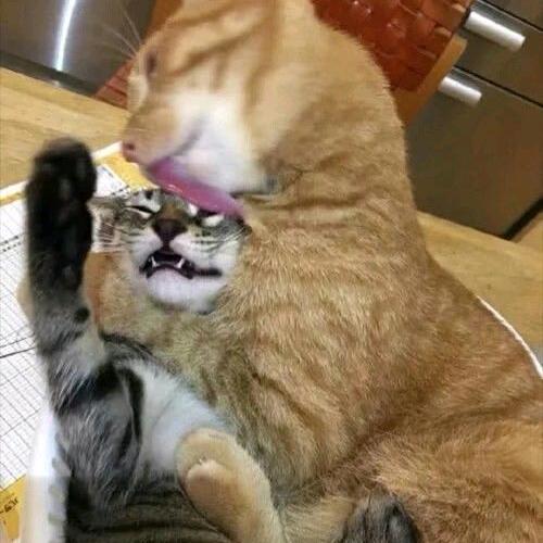 巴拉巴拉静静