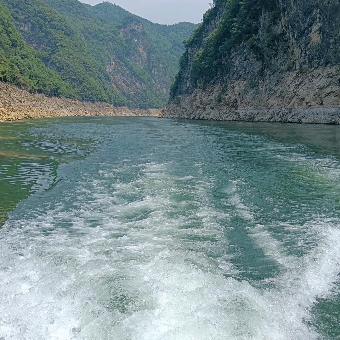 沙漠胡杨