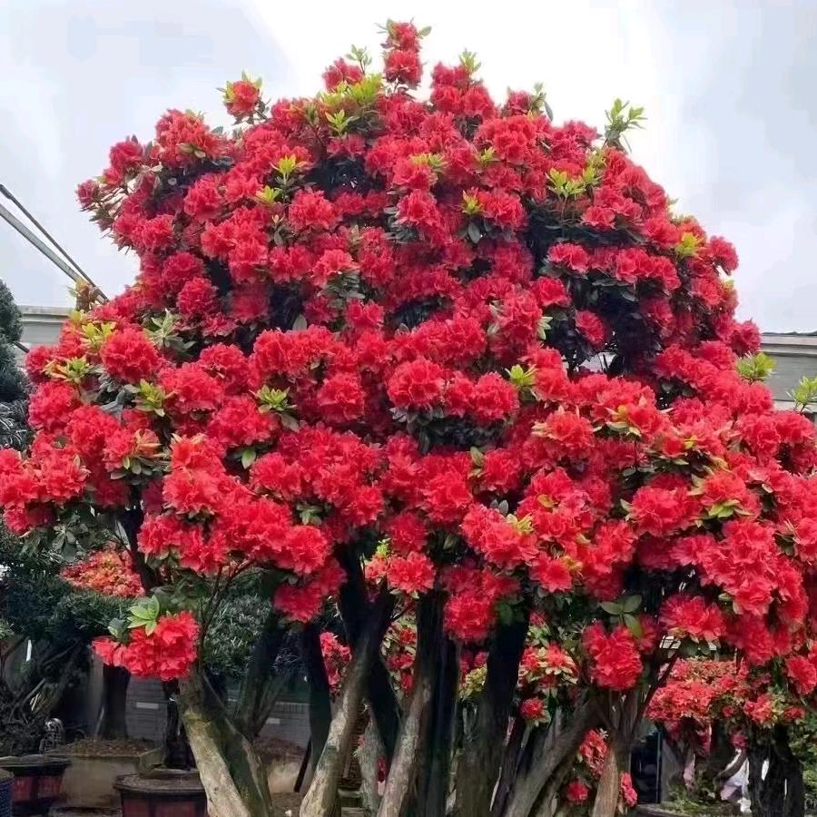 贵阳市南明区墨黎憬盆景店的小店好物分享