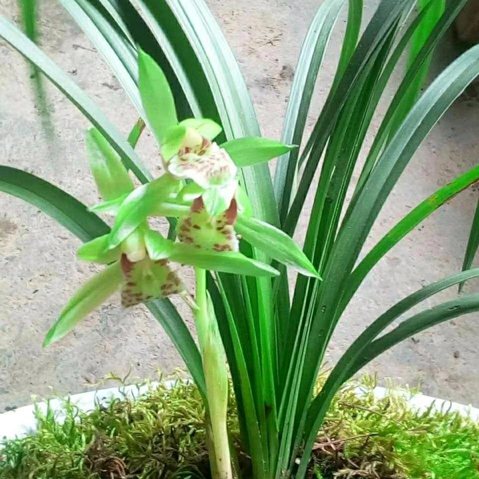 用户陈哥大家好