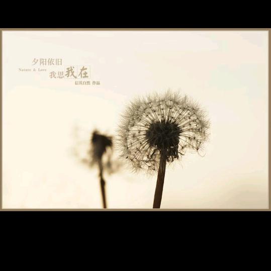 Dandelion  夕哥