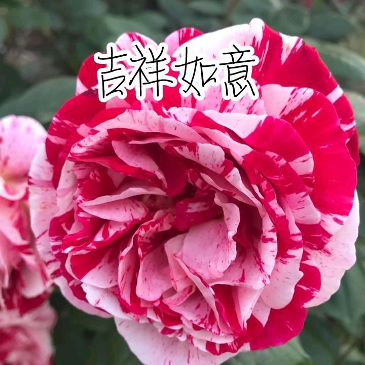 吉祥如意👍🌸