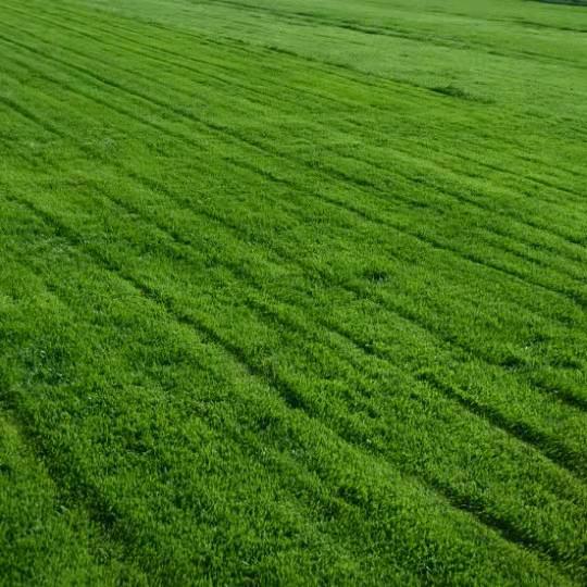 淄博裕好草坪基地