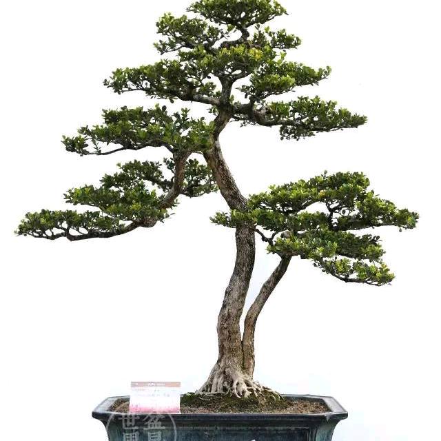 一路前行看黄杨