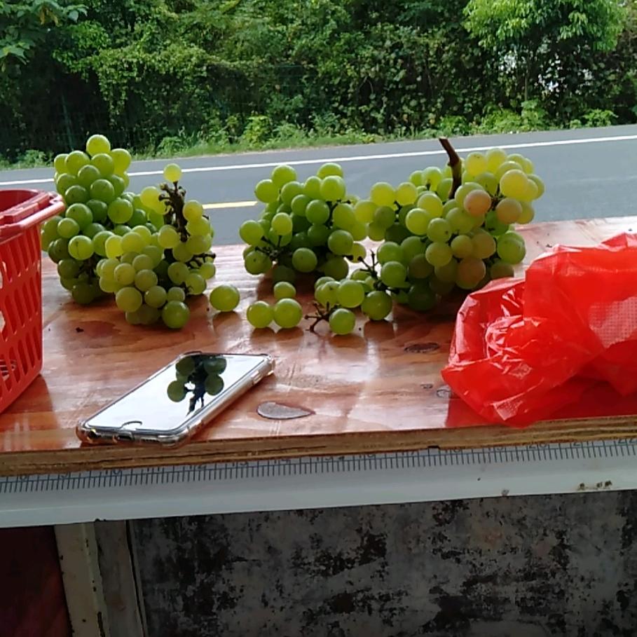 左高文