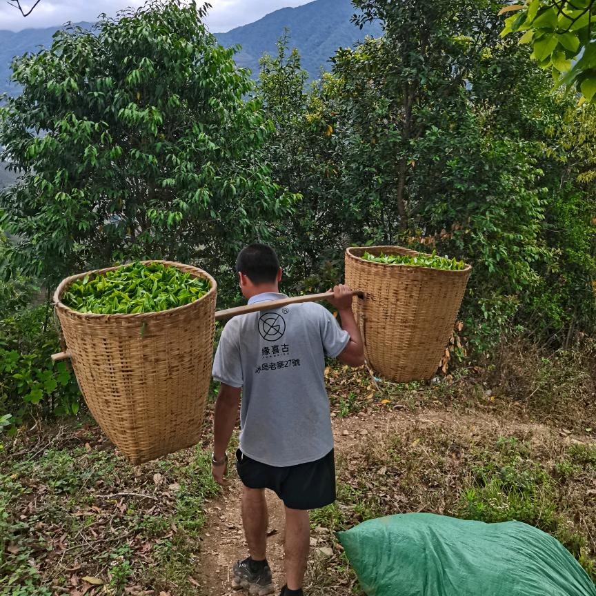 《缘喜古》冰岛老寨27号